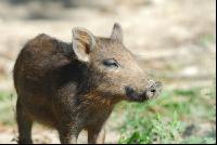 Wildschweine 8