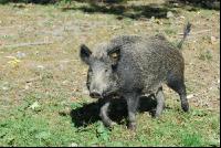 Wildschweine 9