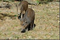 Wildschweine 12