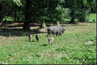 Wildschweine 13