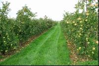 Apfel Plantage 