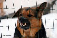 Scharfer Hund