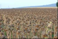 Sonnenblumen reif 6
