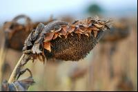 Sonnenblumen reif 5