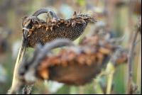 Sonnenblumen reif 4