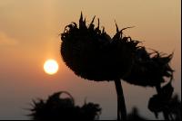 Sonnenblumen reif 3