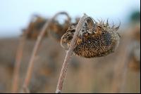 Sonnenblumen reif 2