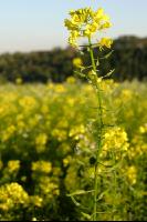 Senf mit Schoten 1