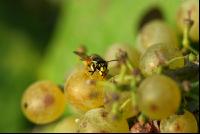 Wespe saugt Wein 1