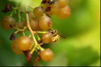 Wespe saugt Wein 2