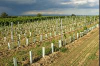 Wein Junganlage 9