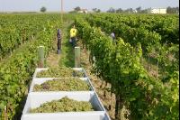 Weinlesen 14