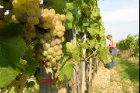 Weinlesen 12