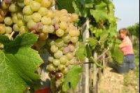 Weinlesen 6