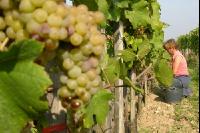 Weinlesen 43
