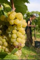 Weinlesen 11