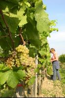 Weinlesen 8