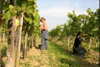 Weinlesen 32