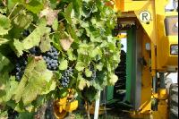 Weinlesemaschine 12