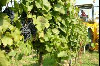 Weinlesemaschine 13