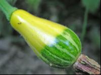 Zierkürbis 3