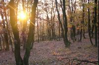 Buchenwald 11
