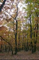 Buchenwald 12