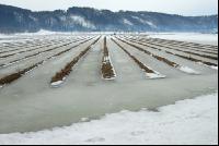 Schnee Schmelze 1