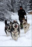 Schlittenhunde