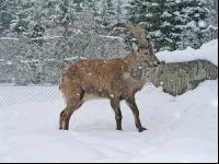 Steinbock 3