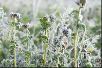 Phacelia Rauhreif 4