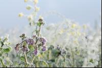 Phacelia Rauhreif 3