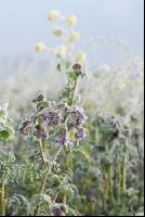 Phacelia Rauhreif 2