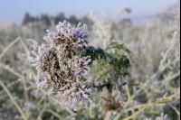 Phacelia Rauhreif 1