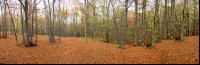 Buchenwald