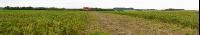 Kartoffel Panorama 6