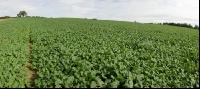 Raps Panorama 7