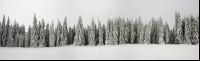 Schneebäume