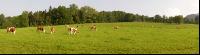 Viehweide 
