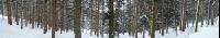 Wald