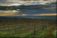 Vineyard winter 1