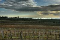 Vineyard winter 2