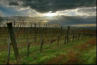 Vineyard winter 3