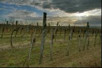 Vineyard winter 4
