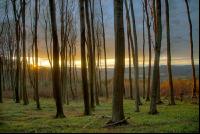 Buchenwald 13