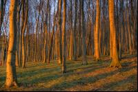 Buchenwald 14