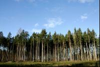 Fichtenwald 14