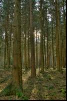 Fichtenwald 10