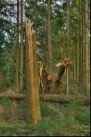 Windwurf 18
