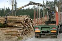 Holz auf LKW 1